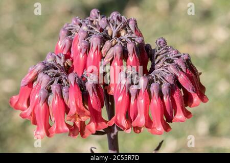 Madre di milioni di piante in fiore Foto Stock