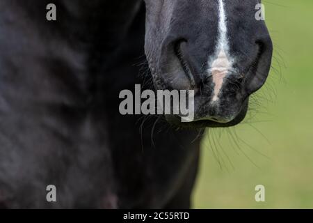 Un primo piano di un forte e muscoloso naso di cavallo nero con una striscia bianca in fondo al muso. Foto Stock