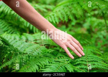 Mano femminile, con le dita lunghe e aggraziate tocca delicatamente la pianta, foglie di felce. Primo piano di una persona irriconoscibile. Immagine di alta qualità. Foto Stock