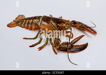 Aragosta viva sull'oceano su sfondo bianco isolato. Foto Stock