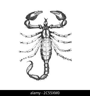 Scarabeo Scorpio Insect in vintage vecchio stile disegnato a mano inciso illustrazione woodcut. Illustrazione Vettoriale