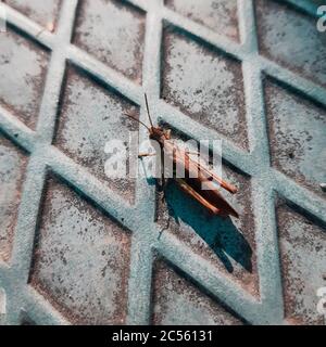 Scatto ad angolo alto di una locusta marrone su un ruvido superficie Foto Stock