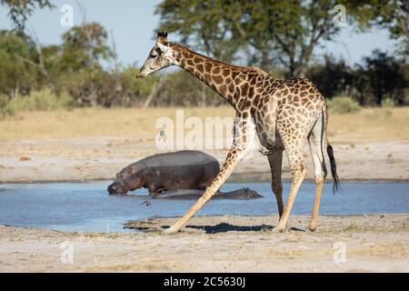 Giraffe tenta di bere acqua in piedi al bordo di una diga con due ippopotami sullo sfondo a Moremi Okavango Delta Botswana Foto Stock