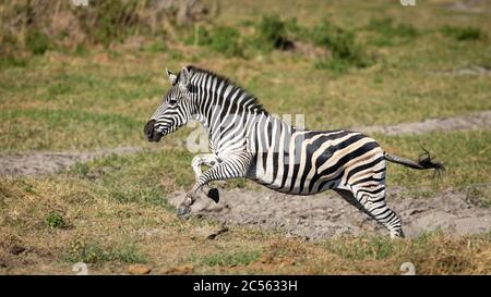 Zebra femminile adulta in galoppo a piena velocità in una giornata di sole sul delta di Moremi Okavango in Botswana Foto Stock