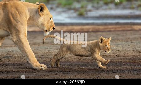 La leonessa e il suo cucciolo di leone camminando nel fangoso letto del fiume a Ndutu Tanzania Foto Stock