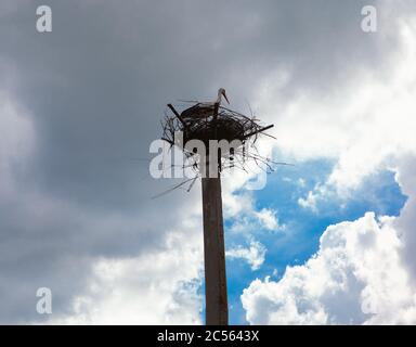 Nido di Stork sul pilastro. Foto Stock