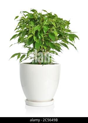 Piccolo Ficus benjamina in vaso bianco isolato su sfondo bianco Foto Stock