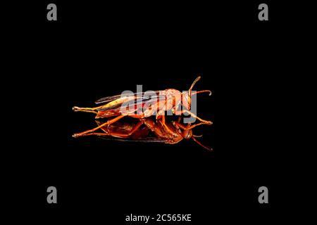 Polistes metricus, carta rossa Wasp su sfondo nero Foto Stock