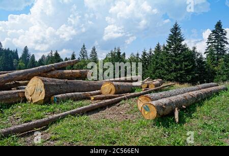 Grandi alberi tagliati che si trovano a terra in una foresta sempreverde Foto Stock