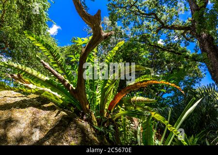 Nest felce, (Asplenium nidus), Giardino Botanico, Victoria, Isola di Mahe, Seychelles, Oceano Indiano, Africa Foto Stock