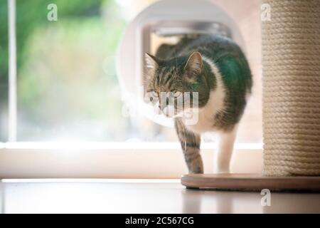tabby gatto shorthair britannico bianco venire a casa entrando stanza attraverso aletta di gatto in finestra in una giornata di sole Foto Stock