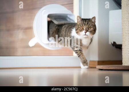 tabby gatto shorthair britannico bianco venire a casa entrando stanza attraverso il lembo di gatto in finestra guardando la macchina fotografica Foto Stock