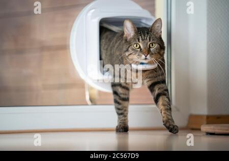 tabby gatto domestico che viene a casa entrando stanza attraverso il lembo di gatto in finestra guardando avanti indossando gps tracker sul collare Foto Stock