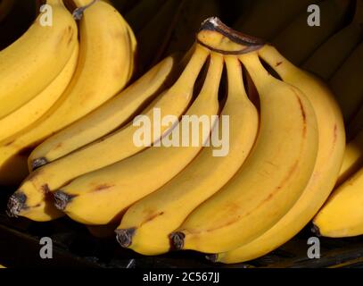 Un grosso mazzo di banane gialle biologiche presso un mercato agricolo a Richmond, Victoria in Australia Foto Stock