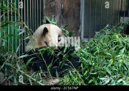 Pechino / Cina - Giugno 06 2018: I panda sporchi e malnutriti mostrano la triste e crudele realtà della vita in cattività. Foto Stock