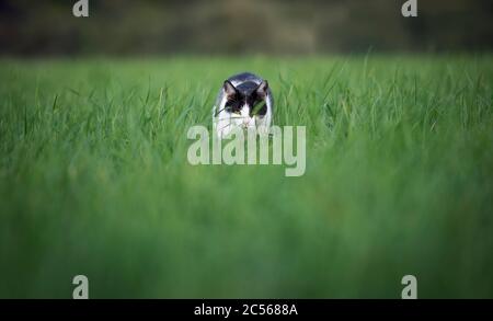 gatto nero e bianco vagato sul prowl che cammina verso la macchina fotografica in erba alta Foto Stock