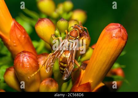 texas paper wasp - Polistes apaches fuscatus texanus - , Apache wasp, su arancio tromba fiore di vite Foto Stock