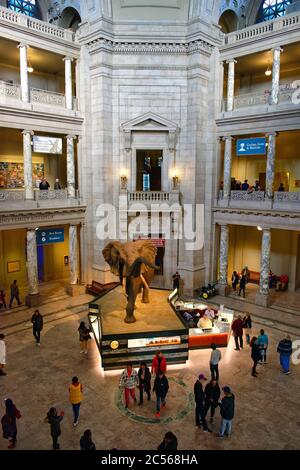 Vista in alto della sala principale dello Smithsonian National Museum of Natural History, Washington, DC, USA Foto Stock