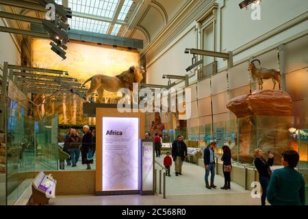 Sala africana del Museo Nazionale di Storia Naturale Smithsonian, Washington, DC, USA Foto Stock