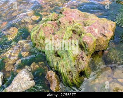 alghe verdi sulla roccia nel lago Foto Stock