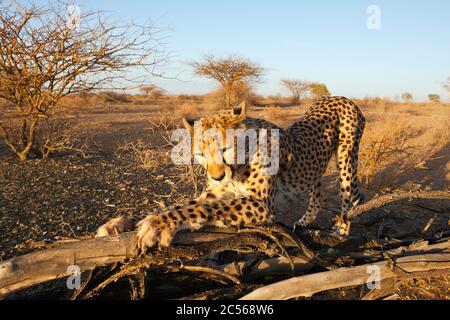 Chetah, Achinonyx jubatus, Bacino di Kalahari, Namibia, Achinonyx jubatus, Bacino di Kalahari, Namibia Foto Stock