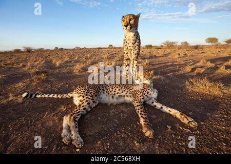 Chetah, Achinonyx jubatus, Bacino di Kalahari, Namibia, Achinonyx jubatus, Bacino di Kalahari, Namibia Foto Stock