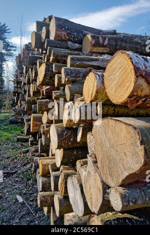 Mucchio grande di alberi tagliati giù in una foresta Foto Stock