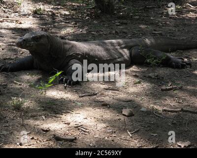 Primo piano di un animale del drago Komodo che giace sul terra sotto l'ombra degli alberi Foto Stock