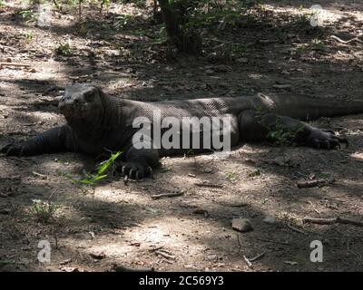 Primo piano di un animale del drago Komodo che giace sul terra sotto l'ombra degli alberi Foto Stock