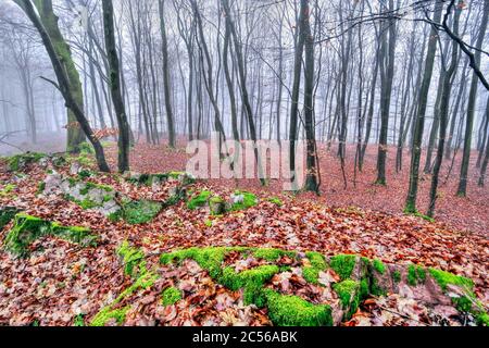 Legno morto in una foresta vicino Kastel-Stadt, Renania-Palatinato, Germania Foto Stock