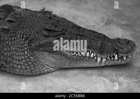 Coccodrillo di gallo, coccodrillo d'acqua salata, coccodrillo d'Australia o saltie (Crocodylus porosus), prigioniero, Germania Foto Stock