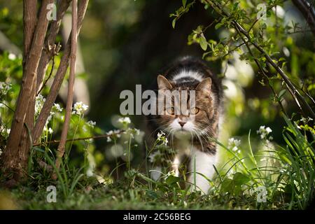 tabby gatto shorthair britannico bianco che cammina verso la macchina fotografica circondata da piante e fiori in natura Foto Stock