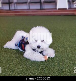 Carino cucciolo bianco di poodle sdraiato sul terreno verde Foto Stock