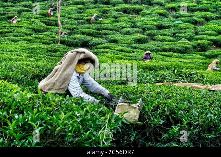 Wayanad, India - 2020 giugno: Una donna che raccoglie foglie di tè su una piantagione il 16 giugno 2020 a Wayanad, Kerala, India. Foto Stock