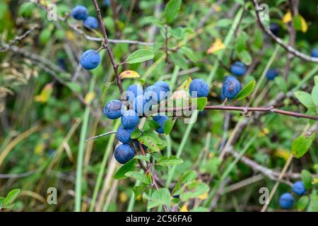 Il torio nero (Prunus spinosa), noto anche come il torio nero. Foto Stock