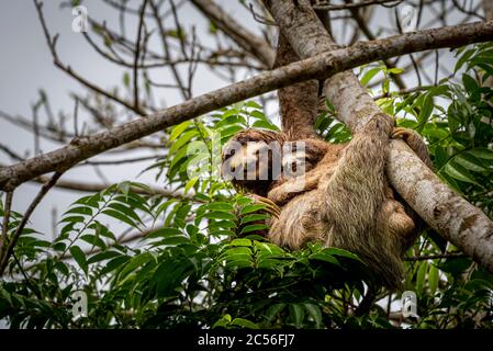 3 spiovente con il bambino che sale su un'immagine dell'albero Preso nella foresta pluviale di Panama Foto Stock