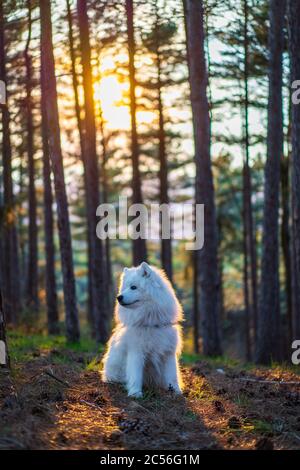Colpo verticale di un cane Samoiato nella foresta Foto Stock