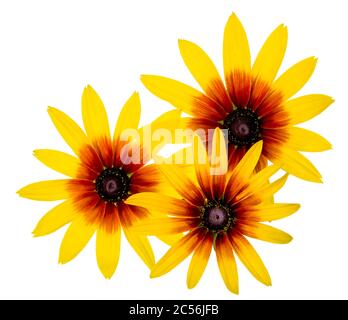 Gruppo di tre fiori neri Eyed Susan Rudbeckia isolato su sfondo bianco Foto Stock