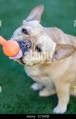 Frenchie godendo di burro di arachidi Foto Stock