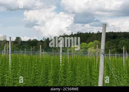 Particolare delle piante di luppolo che crescono su pali di luppolo nella regione di luppolo´s grande del mondo Holledau in Germania Foto Stock