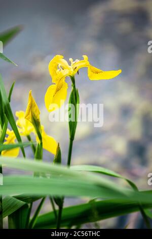 Iride gialla nota anche come Iris pseudacorus o bandiera gialla o bandiera dell'acqua. Primo piano di Iris. Foto Stock