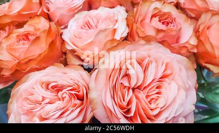Doppio testa Rosa Hibiscus Fiore sfondo. Bella Cina Rose fiore sfondo. Fiore rosa fiorito. Rosa tè rosa. Bella rosa fiorisce dentro Foto Stock
