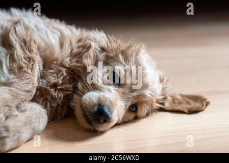 Un Mini Goldendoodle di 8 settimane (un mix di un retriever d'oro e un piccolo poodle) si trova su un pavimento laminato. Foto Stock