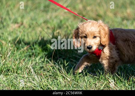 Un Mini Goldendoodle di 8 settimane (un mix di un Golden Retriever e un piccolo poodle) si insinua in un prato. Foto Stock