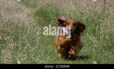 Colpo orizzontale di un marrone scuro inglese Cocker Spaniel felicemente corsa verso la fotocamera Foto Stock