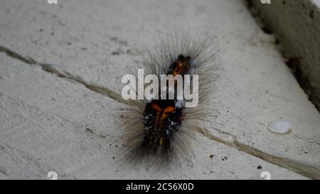 Colpo di closeup orizzontale di un bruco peloso su un cemento pavimento Foto Stock