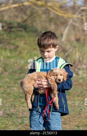 Un bambino di 8 settimane Mini Goldendoodle (un misto di un retriever d'oro e un piccolo poodle) può essere portato da un ragazzo. Foto Stock