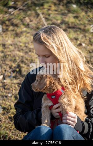 Un Mini Goldendoodle di 8 settimane (una miscela di Golden Retriever e Miniature Poodle) può essere trasportato dal suo proprietario. Foto Stock