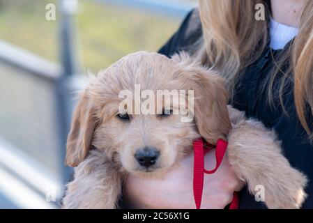 Un Mini Goldendoodle di 8 settimane (una miscela di Golden Retriever e Miniature Poodle) può essere trasportato dal suo proprietario. Foto Stock