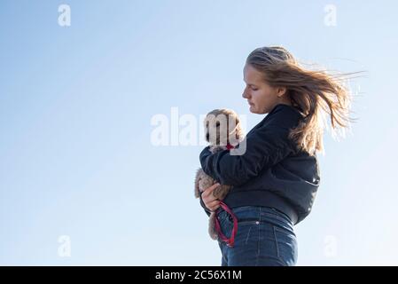 Un Mini Goldendoodle di 8 settimane (una miscela di Golden Retriever e Miniature Poodle) può essere trasportato dal suo proprietario. Foto Stock